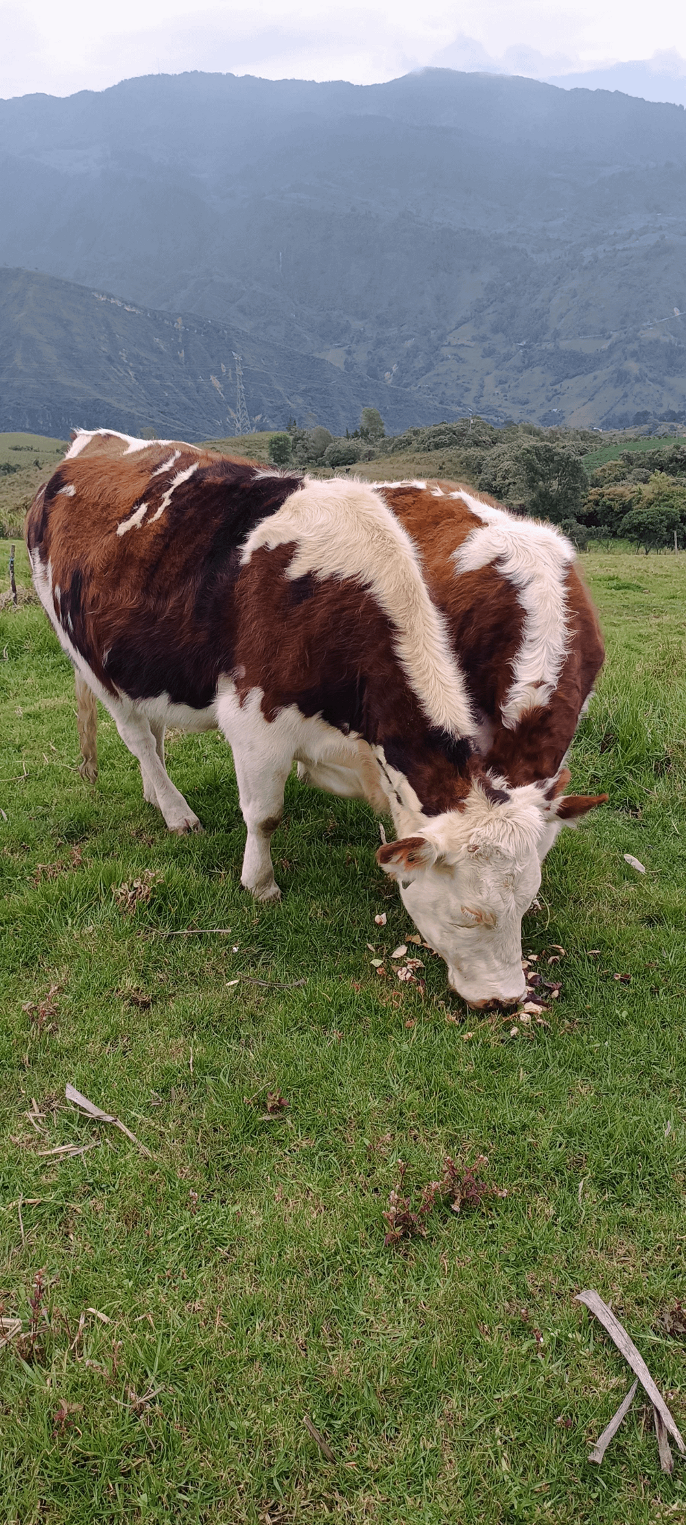 9. Очень пухленькая бурёнка