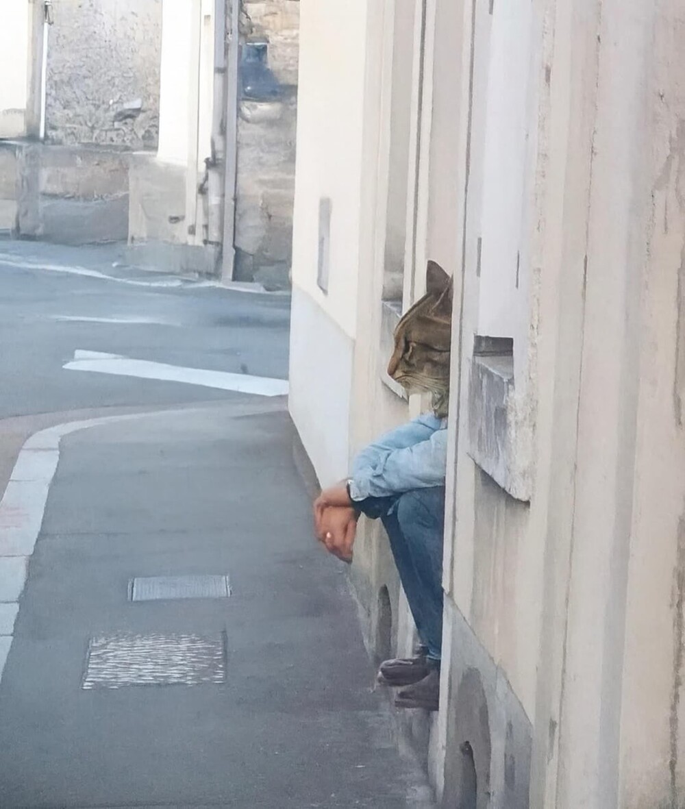 13. Домяукался