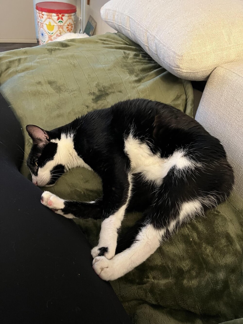 11. Лапа под немыслимым углом