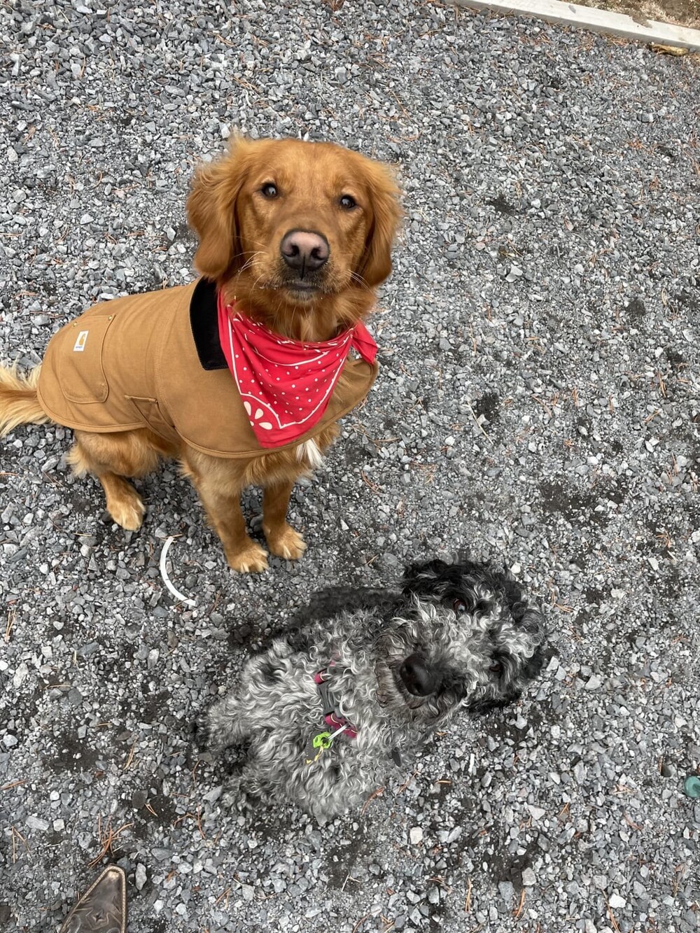 7. Рытвина на асфальте или милая собачка?