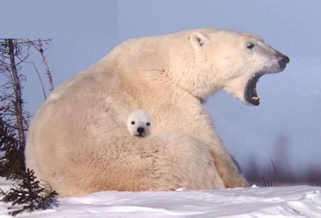 3. Мордашка медвежонка выглядит так, словно её небрежно прилепили в фотошопе