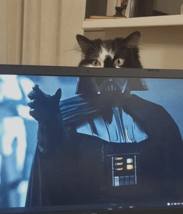 10. Звёздный кот