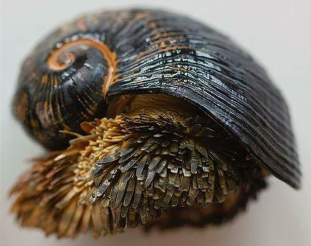 2. Чешуйчатая улитка (Chrysomallon squamiferum) — брюхоногий моллюск, который встраивает металл в свой скелет и чешуйки