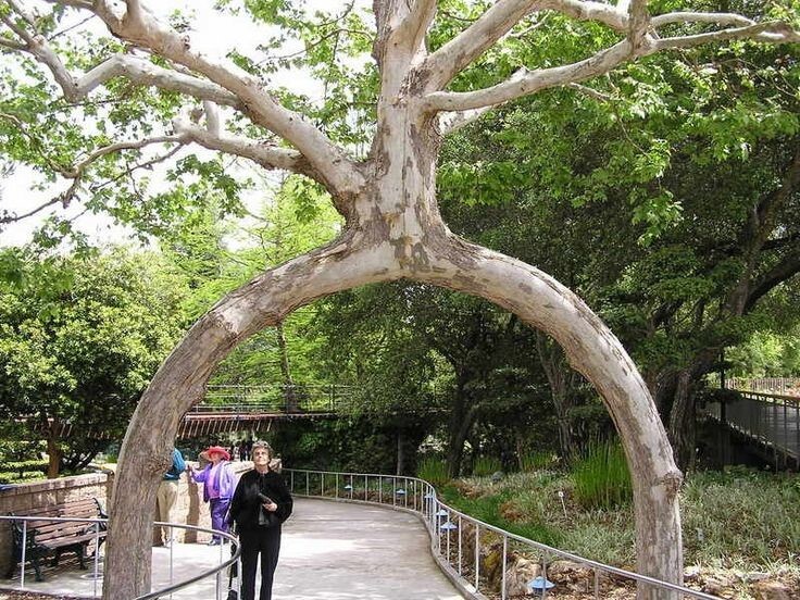 17. Живая арка -  арбоскульптура фермера Акселя Эрландсона