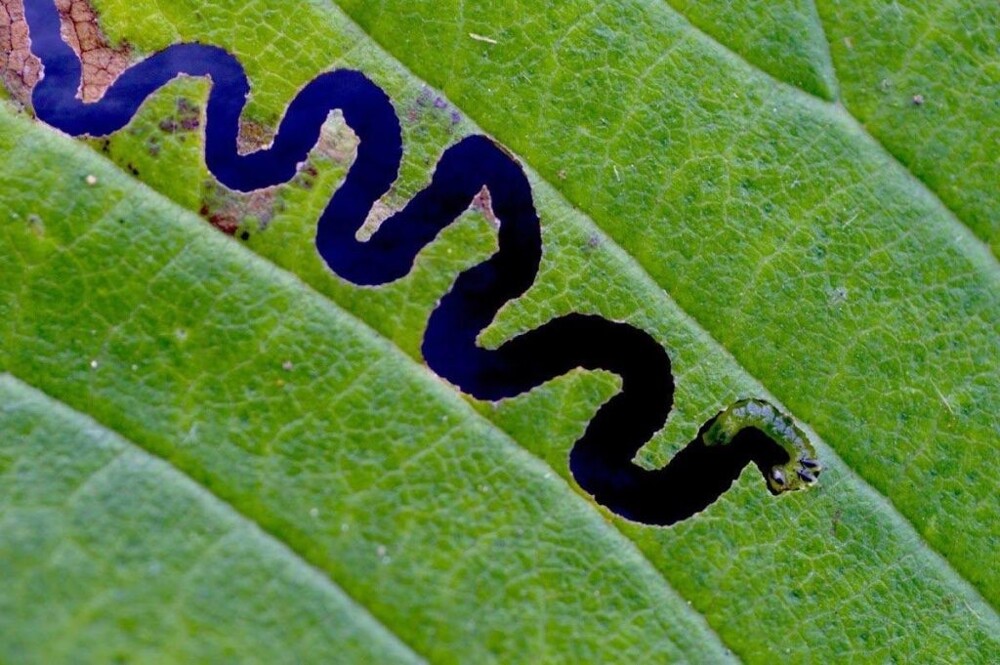 14. Извилистый обед гусеницы