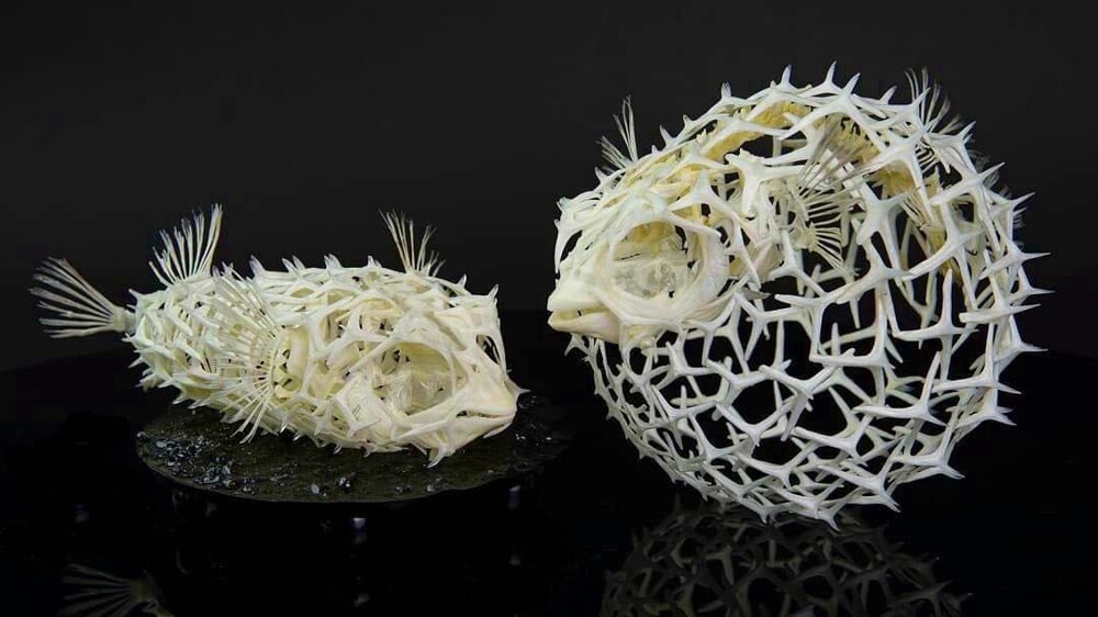 7. Скелет рыбы фугу