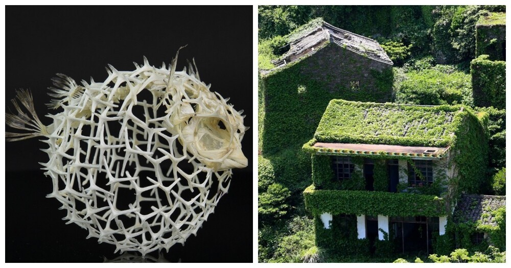 20 фотографий, которые вызовут восторг и умиление