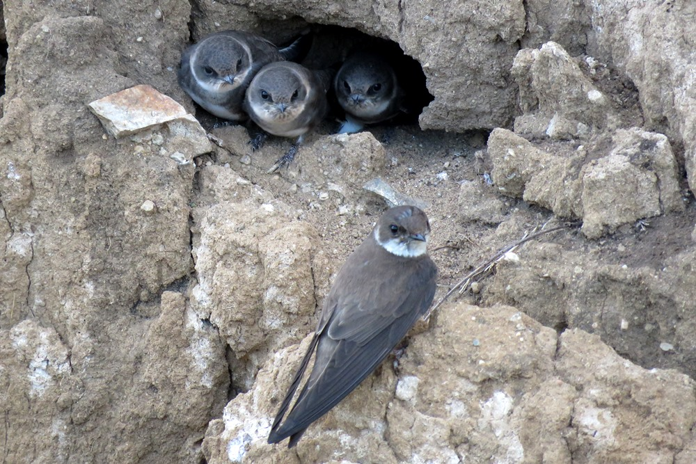 Береговушка: эта птица рвёт шаблоны о поведении пернатых