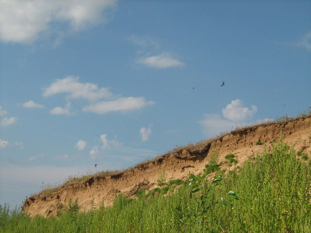 Береговушка: эта птица рвёт шаблоны о поведении пернатых