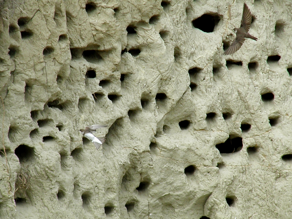 Береговушка: эта птица рвёт шаблоны о поведении пернатых