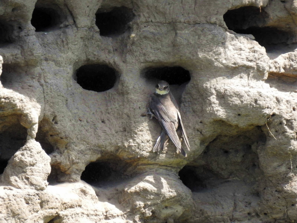 Береговушка: эта птица рвёт шаблоны о поведении пернатых