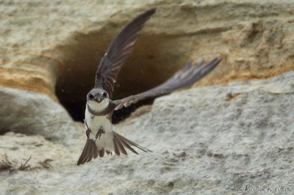 Береговушка: эта птица рвёт шаблоны о поведении пернатых