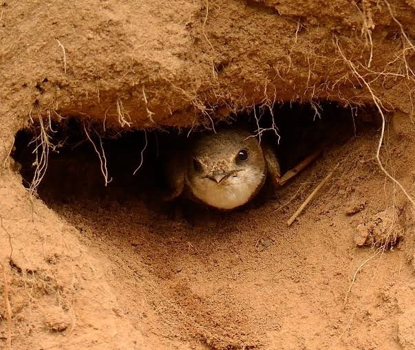 Береговушка: эта птица рвёт шаблоны о поведении пернатых
