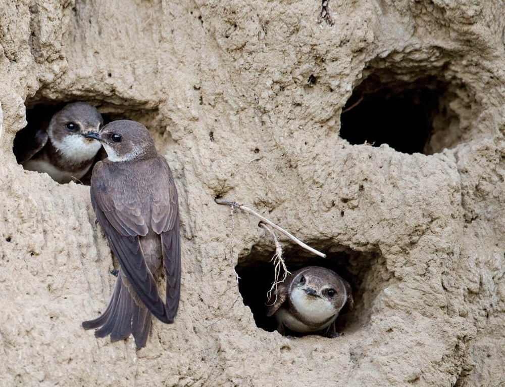 Береговушка: эта птица рвёт шаблоны о поведении пернатых