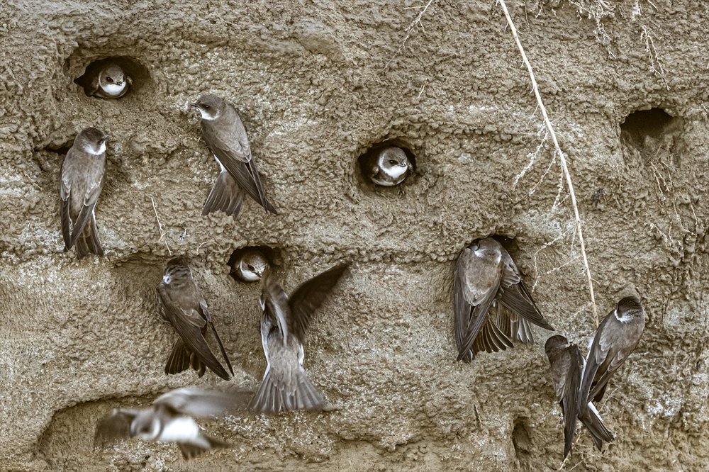 Береговушка: эта птица рвёт шаблоны о поведении пернатых