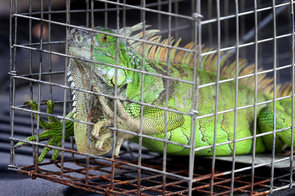 Самые наглые городские животные разных стран