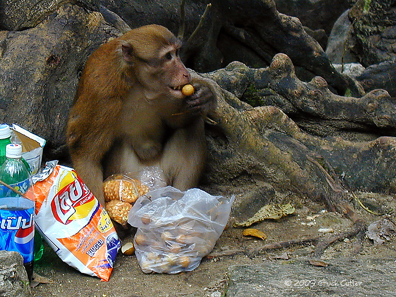 Самые наглые городские животные разных стран
