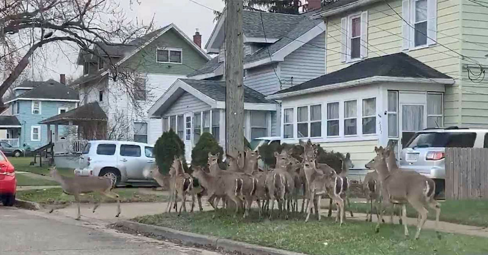 Самые наглые городские животные разных стран