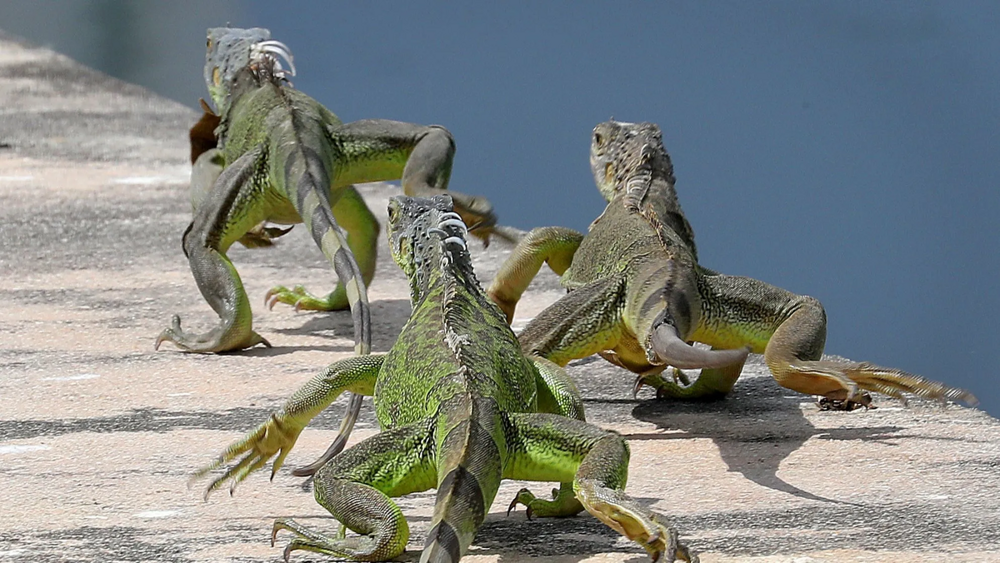 Самые наглые городские животные разных стран