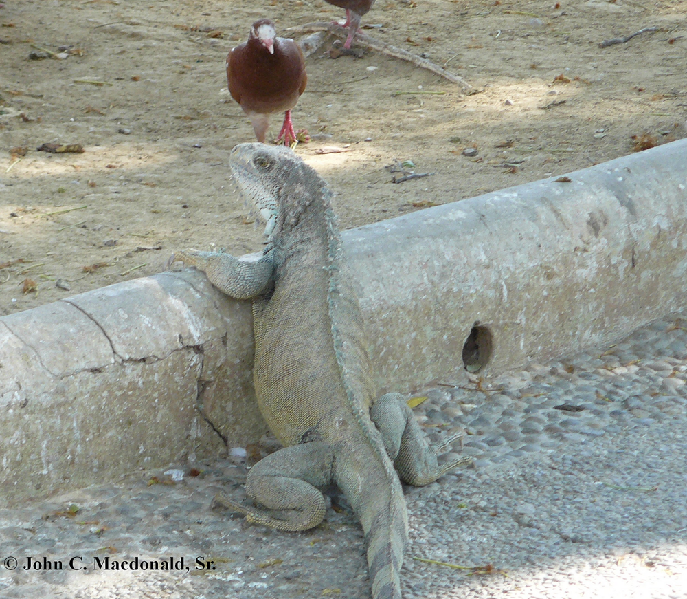 Самые наглые городские животные разных стран