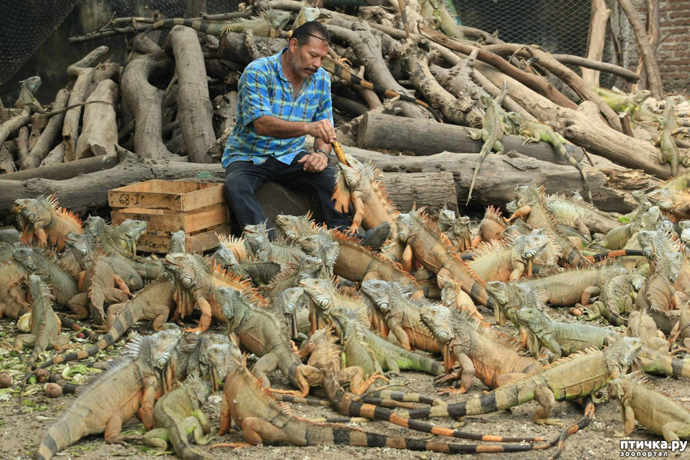 Самые наглые городские животные разных стран