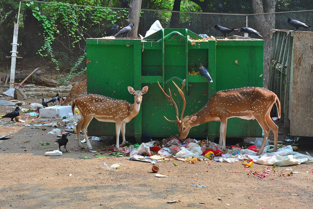Самые наглые городские животные разных стран