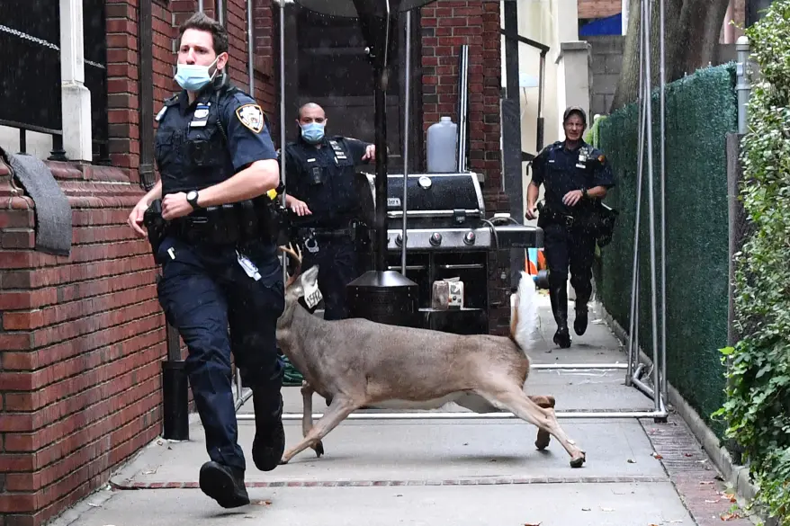 Самые наглые городские животные разных стран