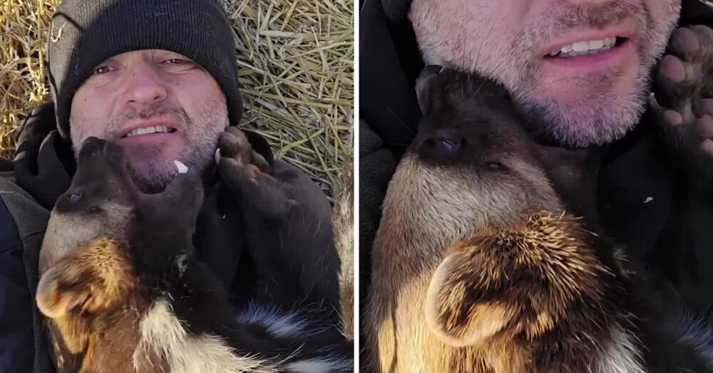 Необычный питомец: мужчина живёт бок о бок с росомахой