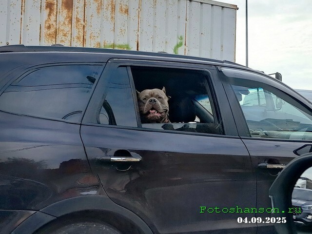 АвтоВсячина