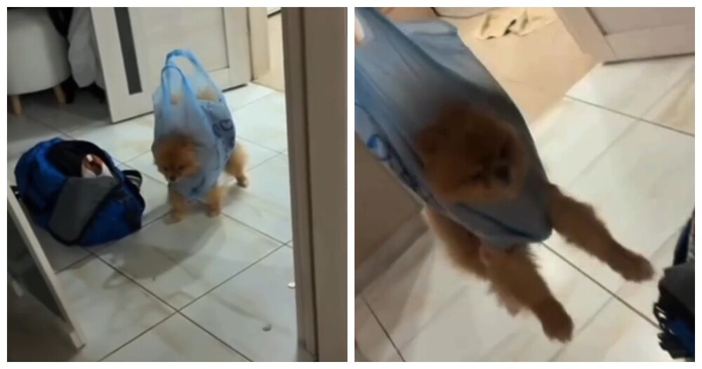 Парень нашёл свой способ стричь когти собаке