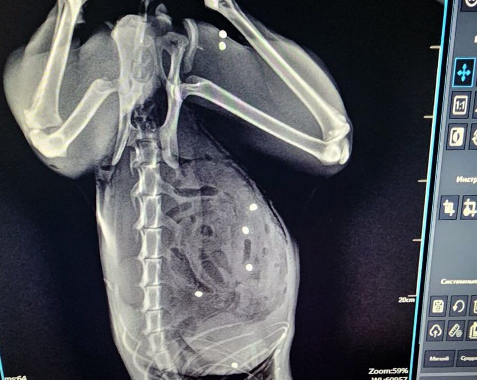 Ветеринары спасли кота Тимофея, получившего более 20 пулевых ранений