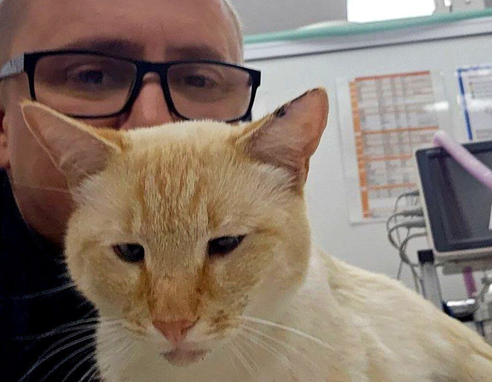 Ветеринары спасли кота Тимофея, получившего более 20 пулевых ранений