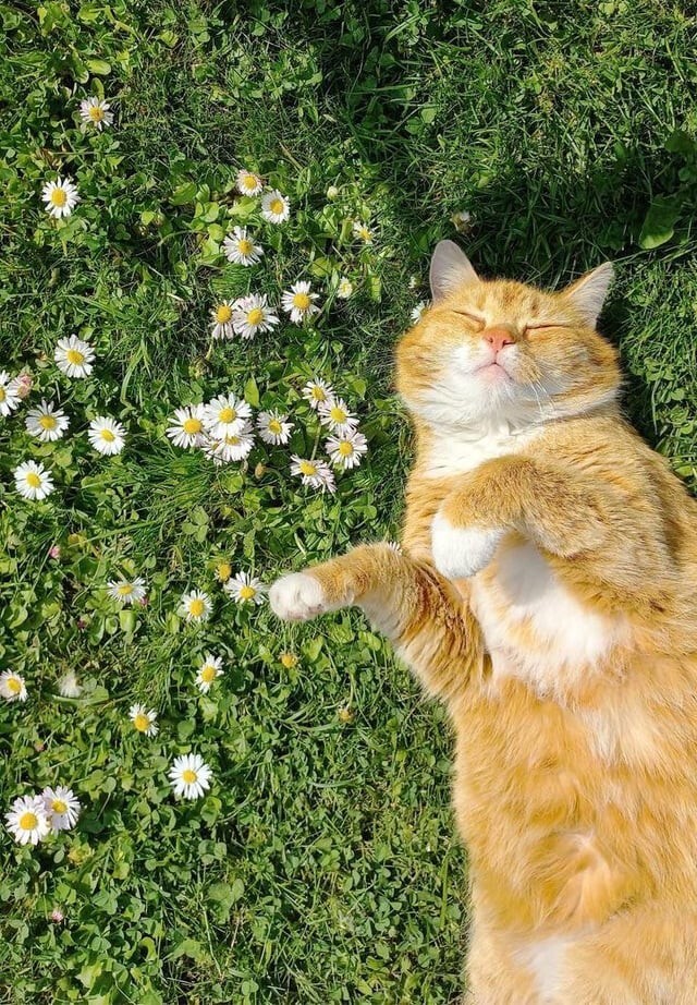 12. Ромашковое настроение