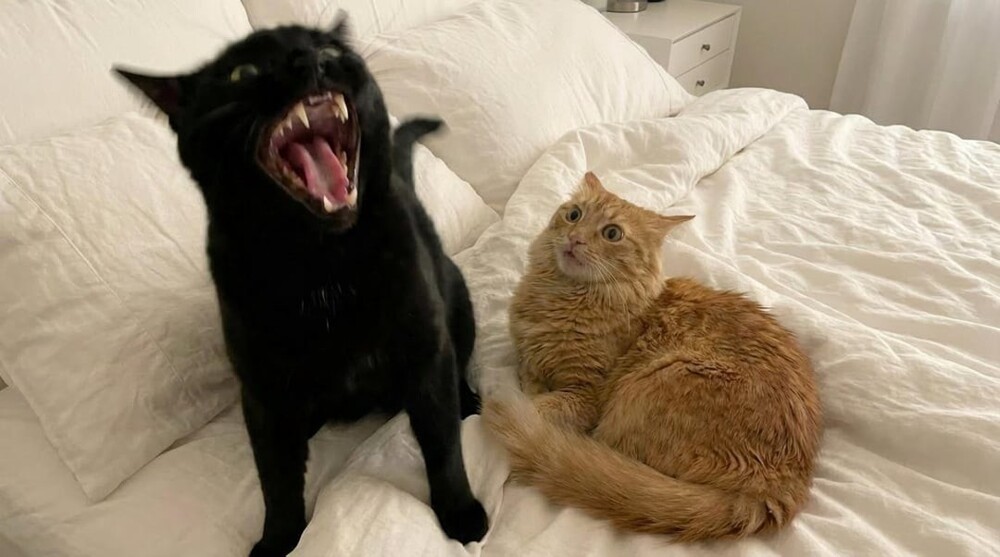 6. Зубодробильный талант