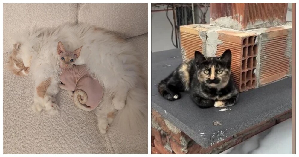 20 доказательств того, что котики — главные создатели уюта в доме