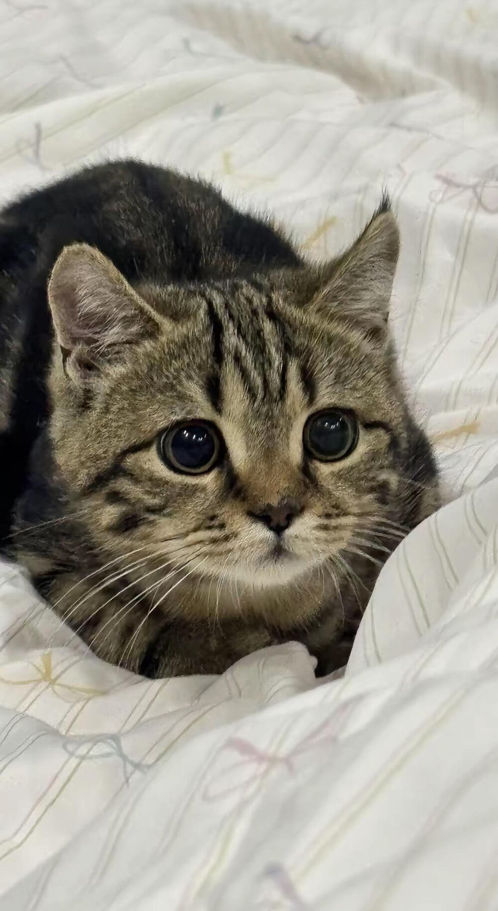 20. Вы всё ещё раздумываете над тем, нужен ли вам котик?