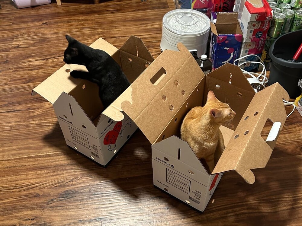 19. Нет времени объяснять, срочно запрыгивай в коробку