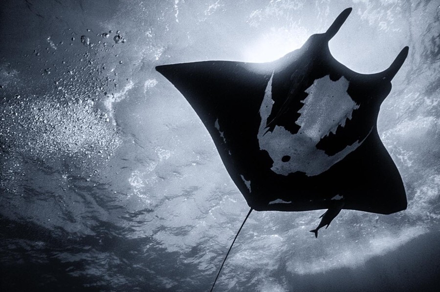 Капитулирую. Автор фото-Крис Хаксли