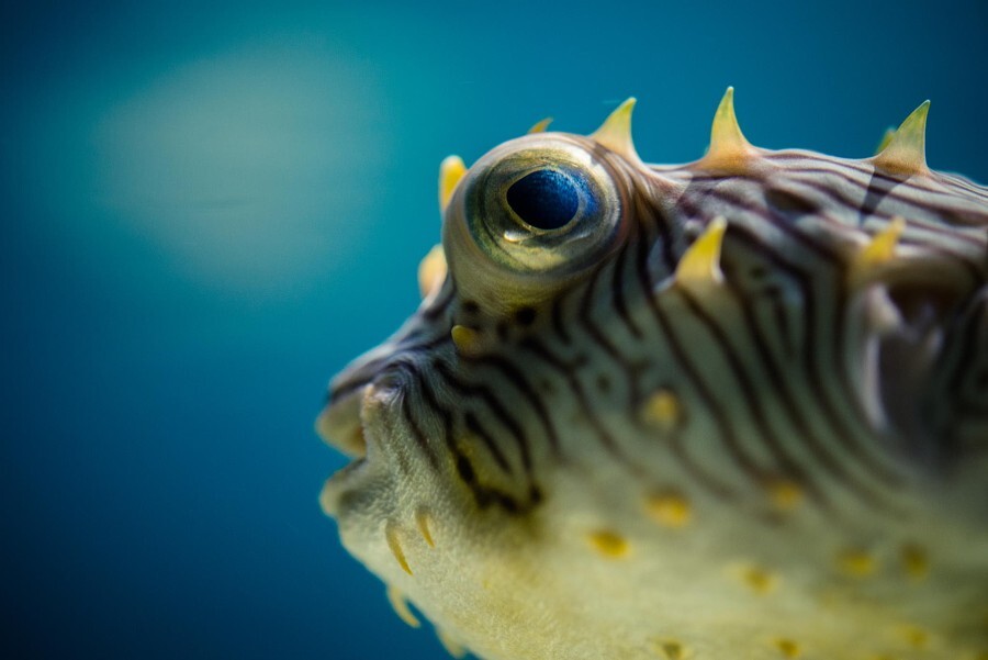 Фугу. Автор фото-Джастин Молдин