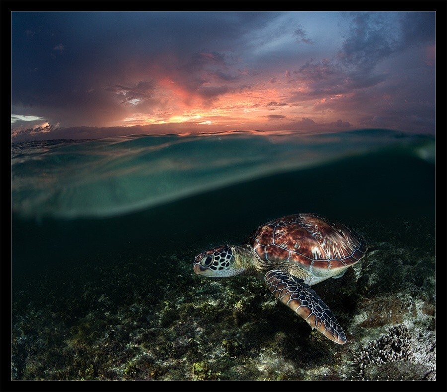 Плавание на закате. Автор фото-Андрей Нарчук