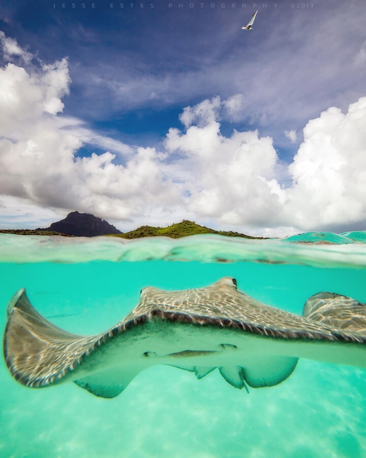 Скат. Бора-Бора. Автор фото-Джесси Эстес