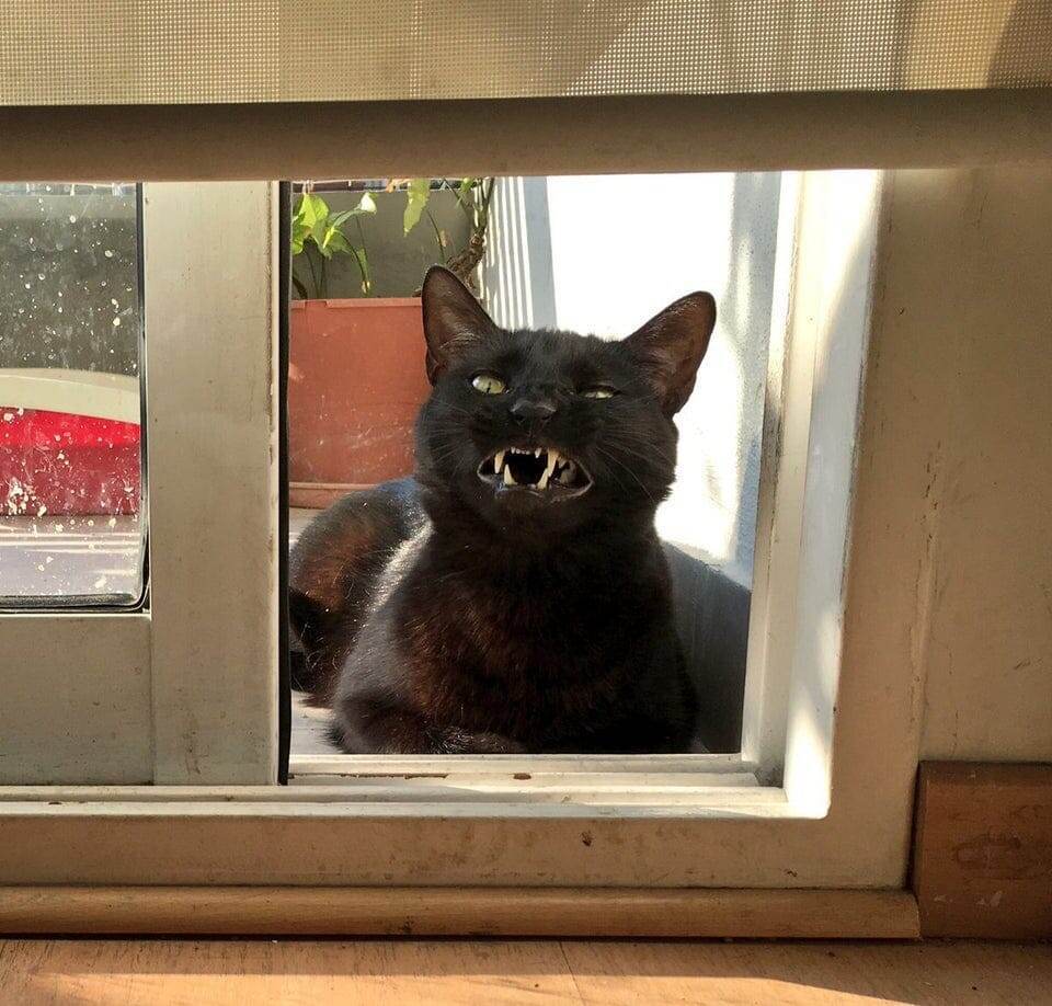 Пойман перед тем, как чихнуть