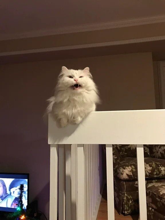 Чихал я на всё!