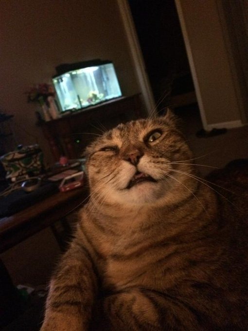 Кажется, она пытается чихнуть