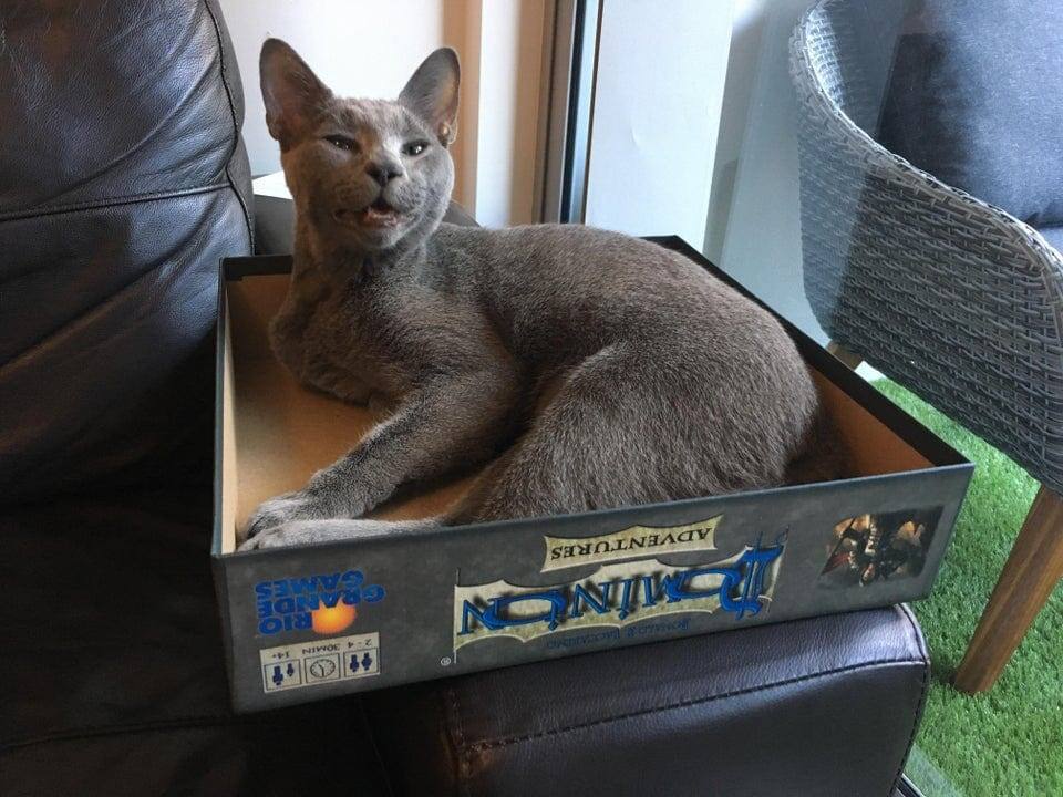 Сейчас чихну!