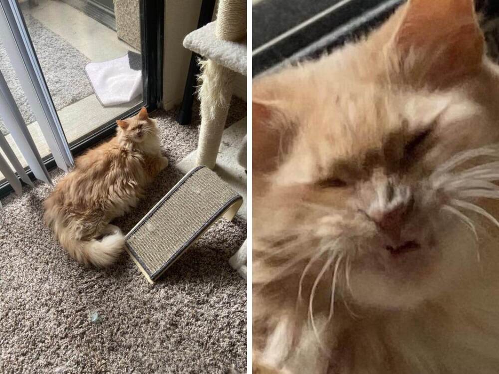 Можно запечатлеть любую стадию чихания — все они смешны