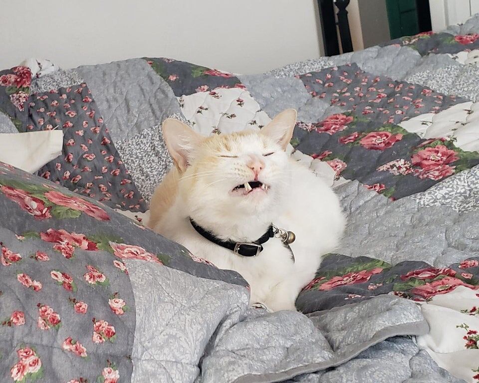 Какие зубки