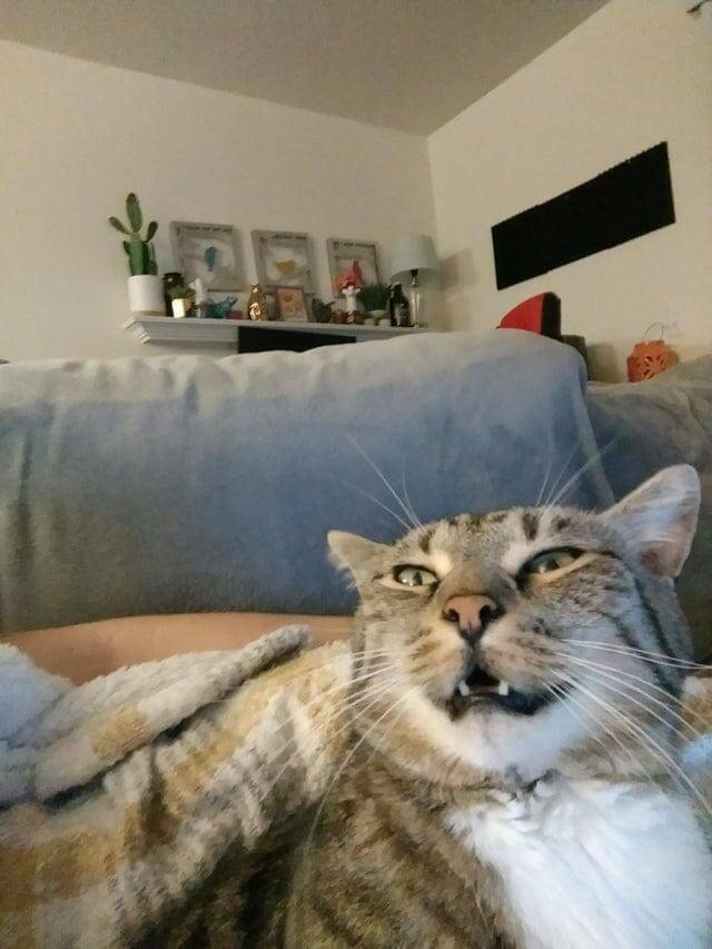 Выражение морды, которое появляется у моей кошки, когда ей надо чихнуть