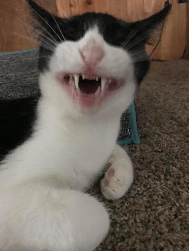 Это достойно стать мемом