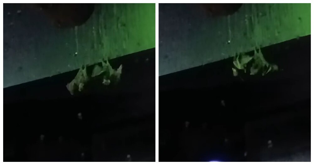 Две летучие мыши решили выяснить отношения